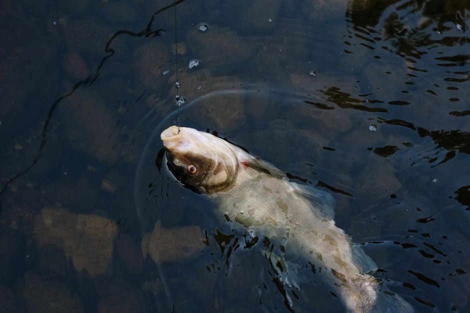 Andy Kilen Sets Minnesota Catch-and-Release Largemouth Bass Record at Lura Lake